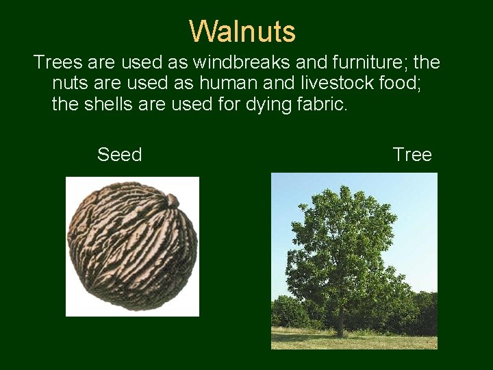 Walnuts Trees are used as windbreaks and furniture; the nuts are used as human