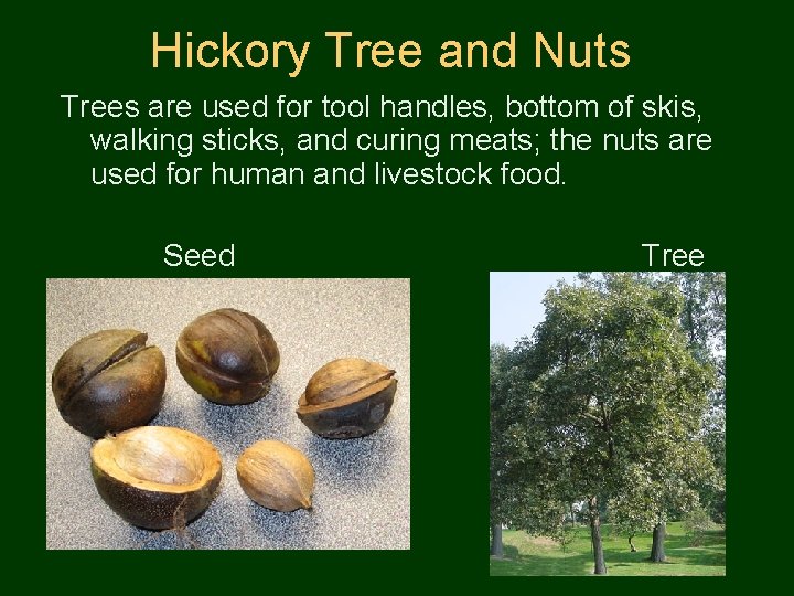 Hickory Tree and Nuts Trees are used for tool handles, bottom of skis, walking