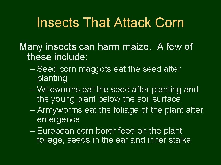 Insects That Attack Corn Many insects can harm maize. A few of these include: