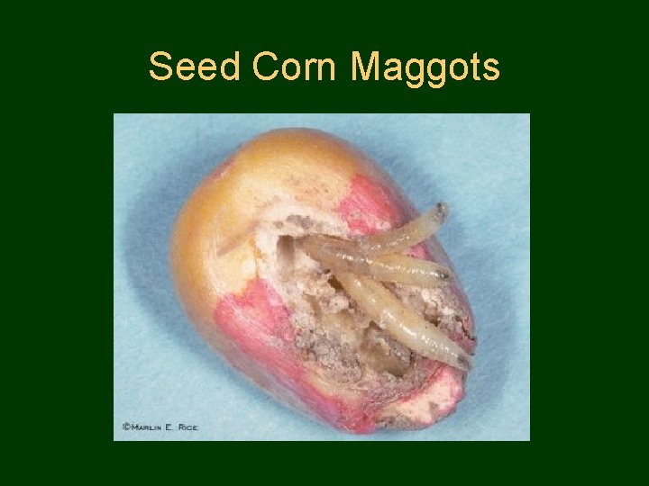 Seed Corn Maggots 