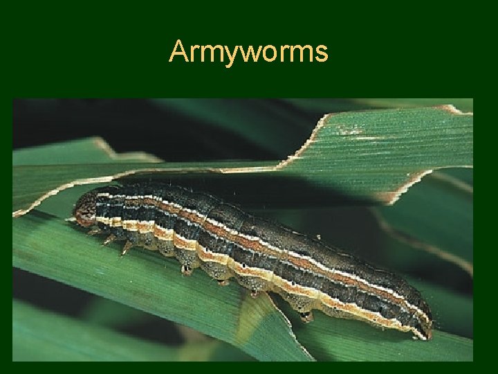 Armyworms 