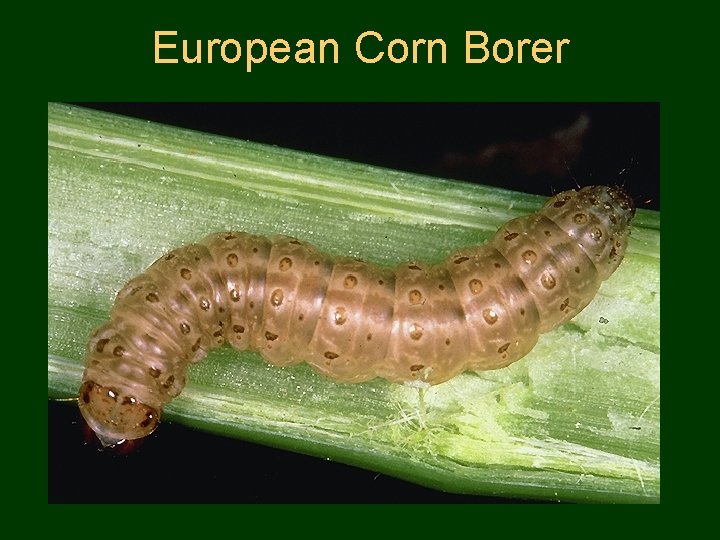 European Corn Borer 