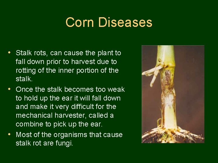 Corn Diseases • Stalk rots, can cause the plant to fall down prior to