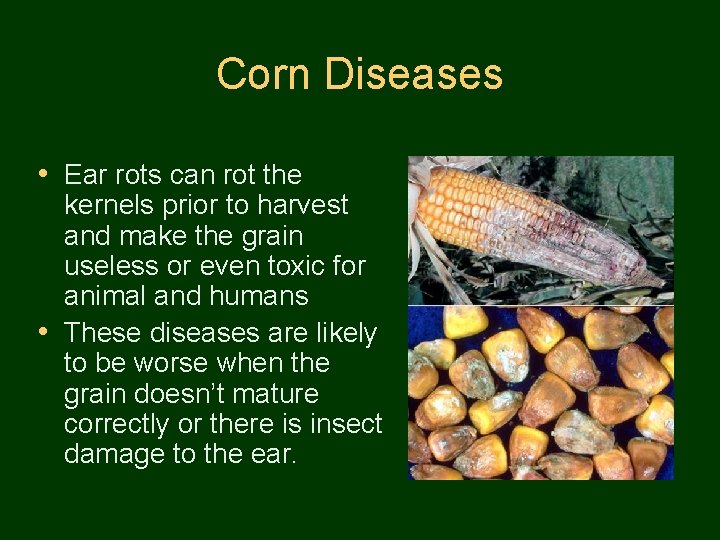 Corn Diseases • Ear rots can rot the kernels prior to harvest and make