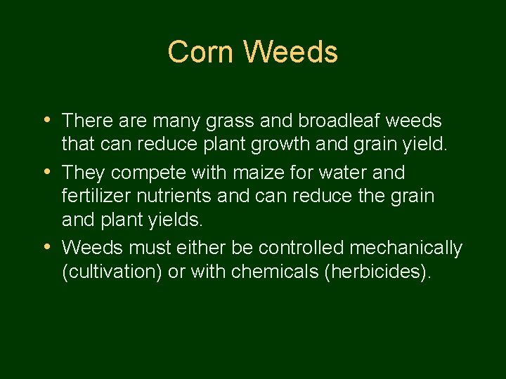 Corn Weeds • There are many grass and broadleaf weeds that can reduce plant