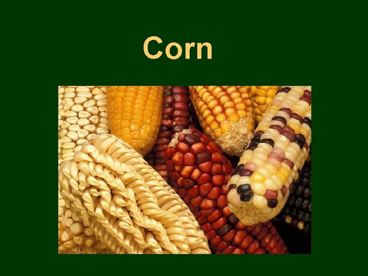 Corn 