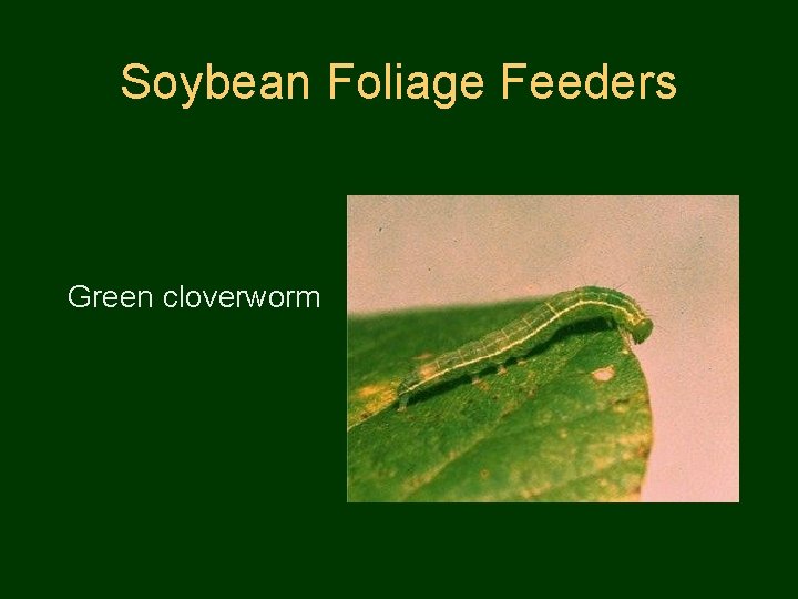 Soybean Foliage Feeders Green cloverworm 