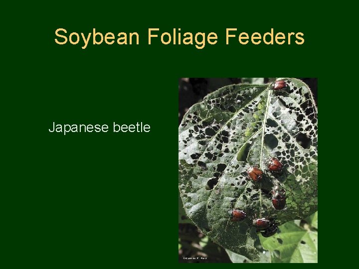 Soybean Foliage Feeders Japanese beetle 