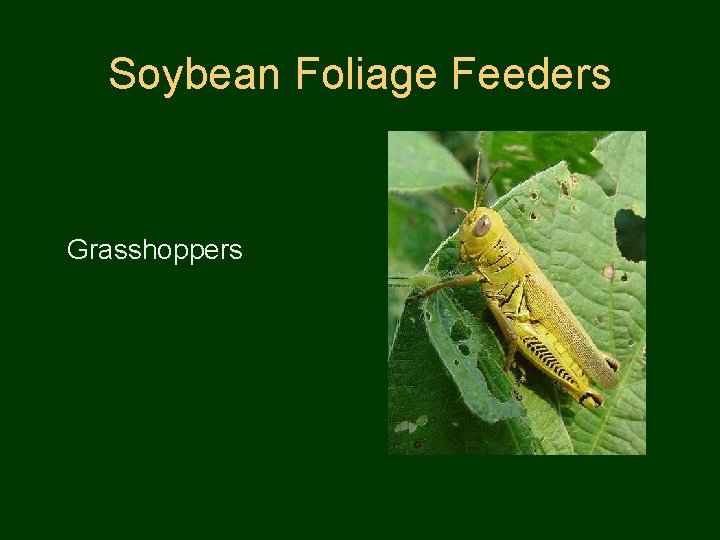 Soybean Foliage Feeders Grasshoppers 