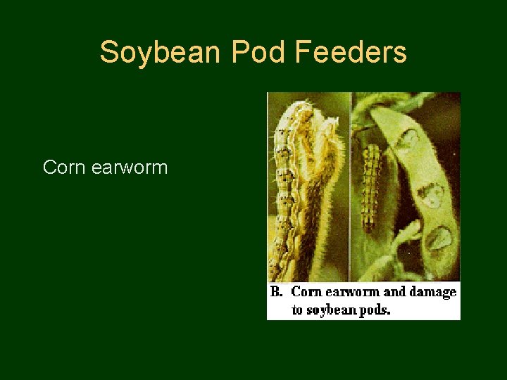 Soybean Pod Feeders Corn earworm 