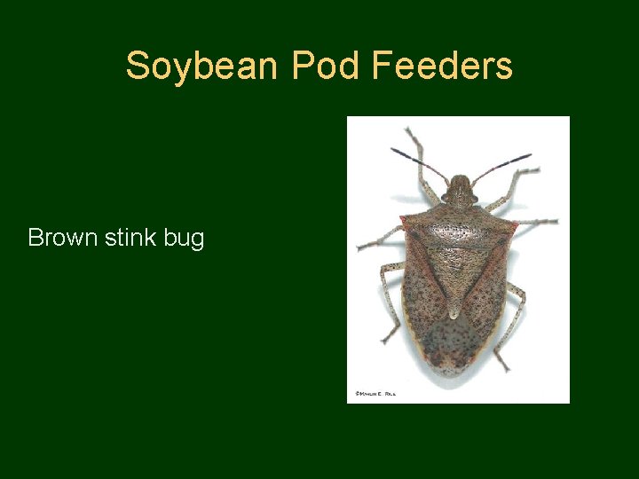 Soybean Pod Feeders Brown stink bug 