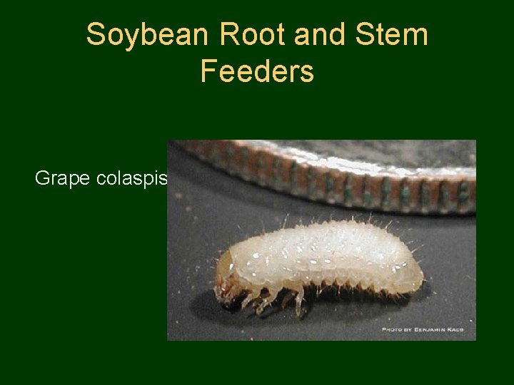 Soybean Root and Stem Feeders Grape colaspis 