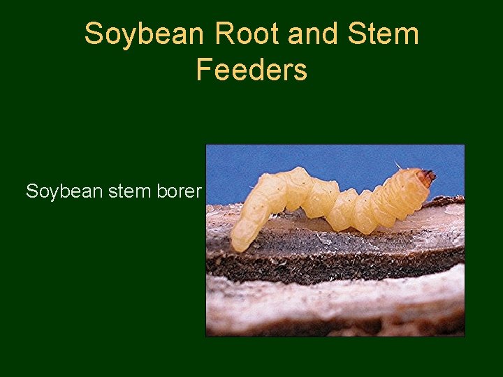 Soybean Root and Stem Feeders Soybean stem borer 
