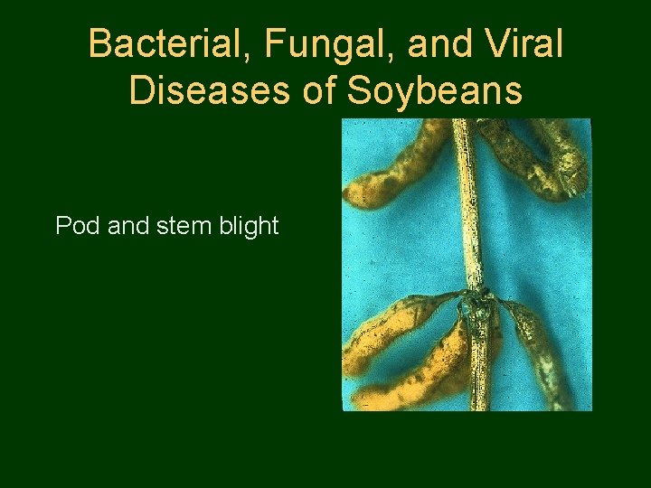 Bacterial, Fungal, and Viral Diseases of Soybeans Pod and stem blight 