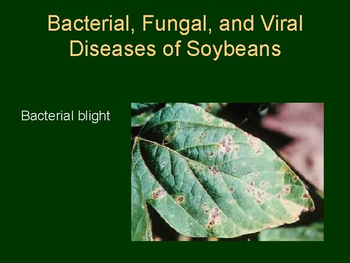 Bacterial, Fungal, and Viral Diseases of Soybeans Bacterial blight 