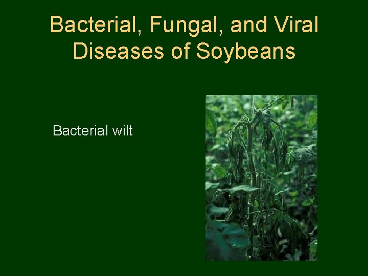 Bacterial, Fungal, and Viral Diseases of Soybeans Bacterial wilt 