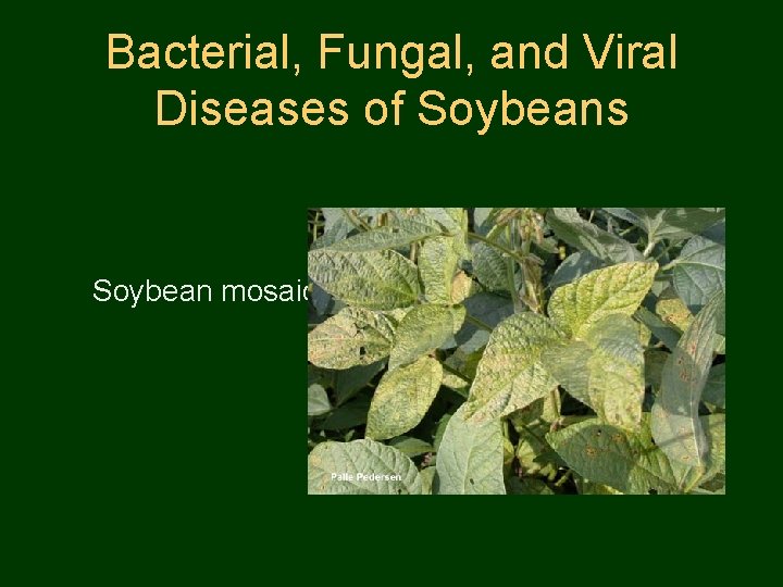 Bacterial, Fungal, and Viral Diseases of Soybeans Soybean mosaic 