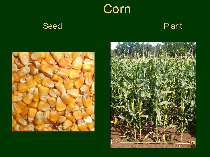  Corn Seed Plant 