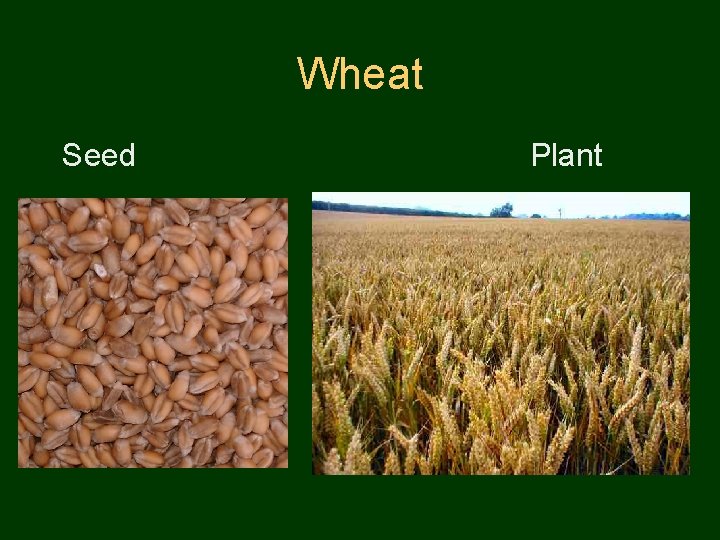 Wheat Seed Plant 