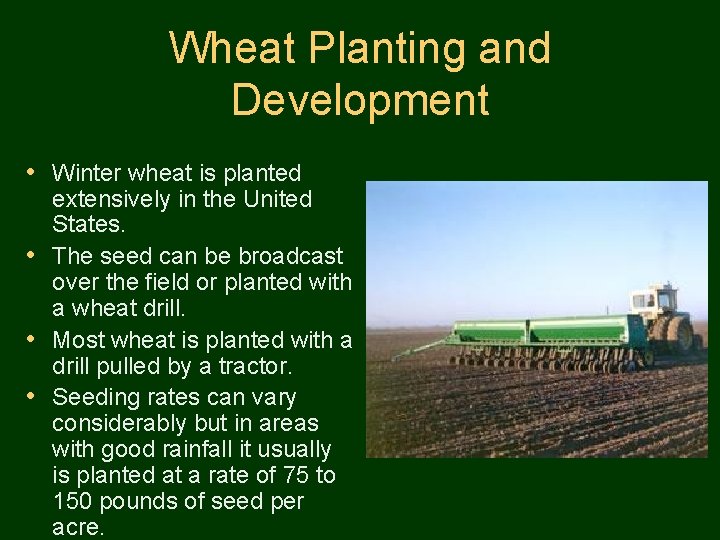 Wheat Planting and Development • Winter wheat is planted extensively in the United States.