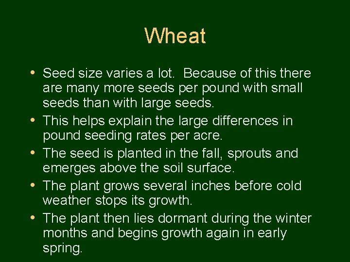 Wheat • Seed size varies a lot. Because of this there • • are