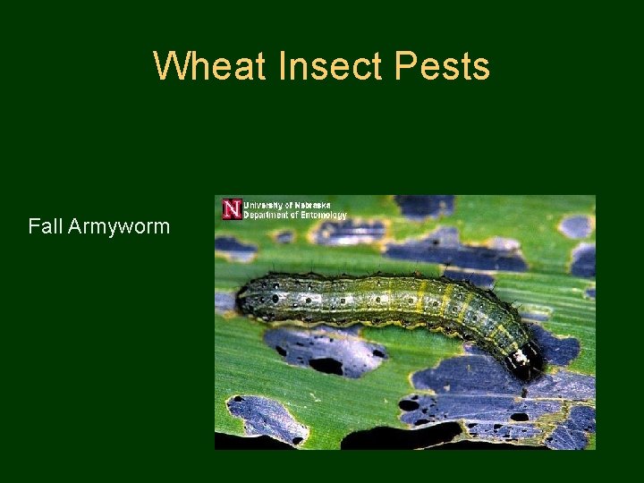 Wheat Insect Pests Fall Armyworm 