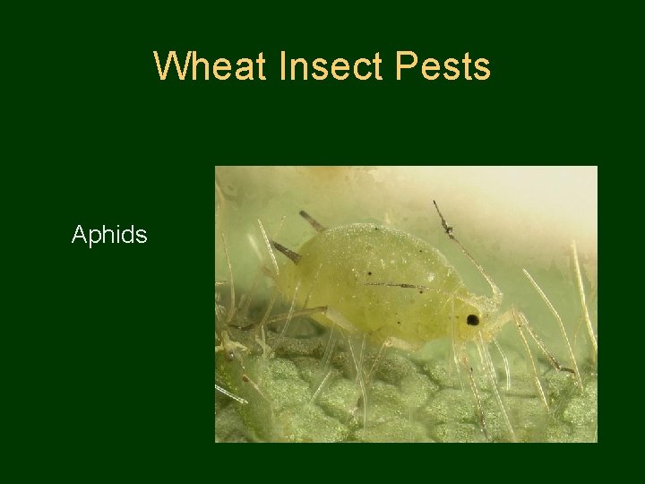 Wheat Insect Pests Aphids 