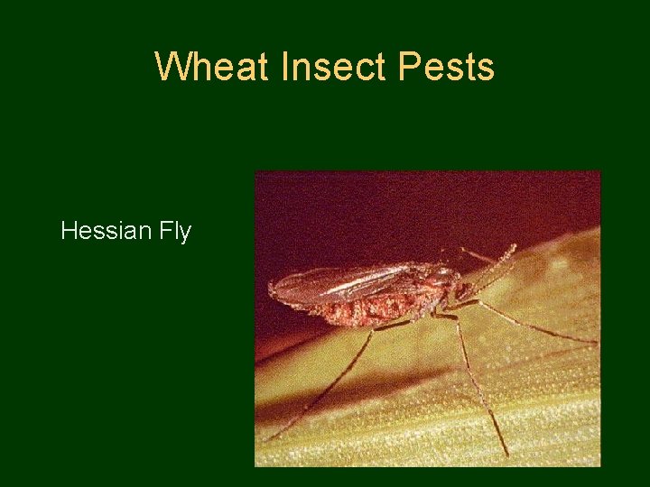 Wheat Insect Pests Hessian Fly 