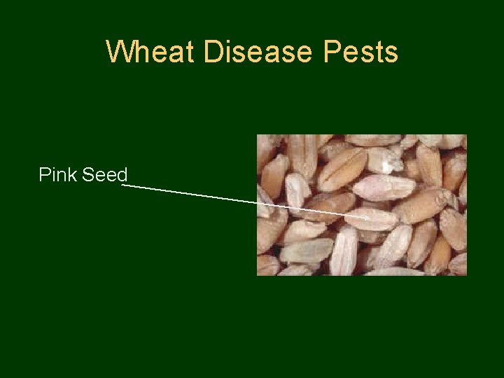 Wheat Disease Pests Pink Seed 