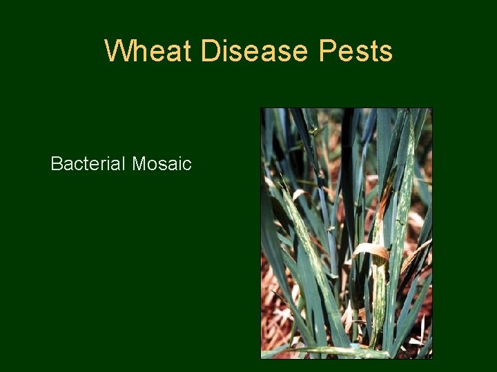 Wheat Disease Pests Bacterial Mosaic 