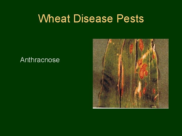 Wheat Disease Pests Anthracnose 