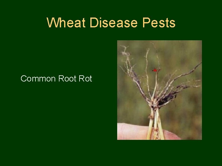 Wheat Disease Pests Common Root Rot 