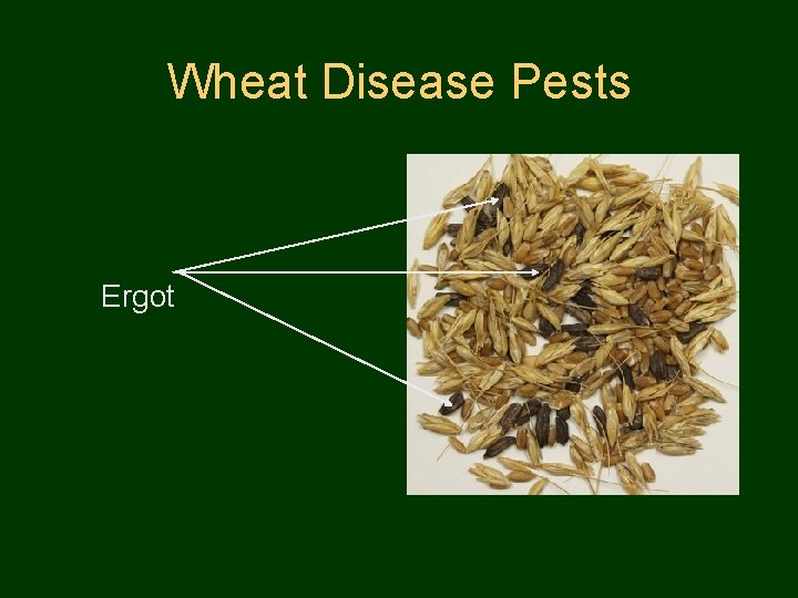 Wheat Disease Pests Ergot 