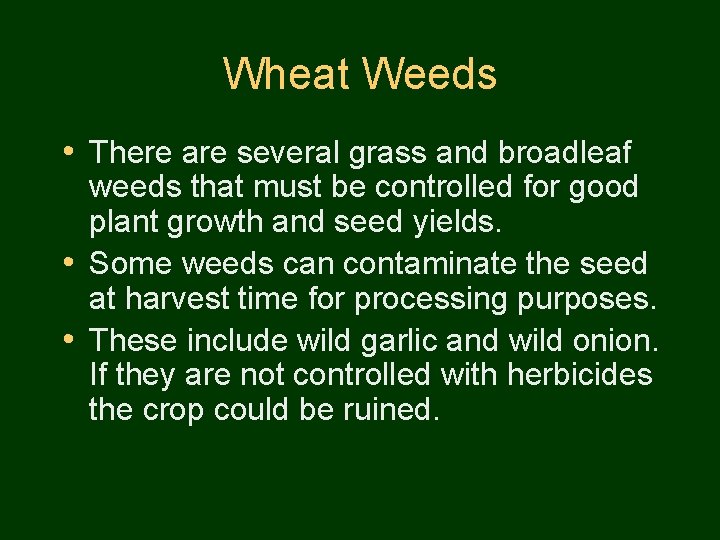 Wheat Weeds • There are several grass and broadleaf weeds that must be controlled