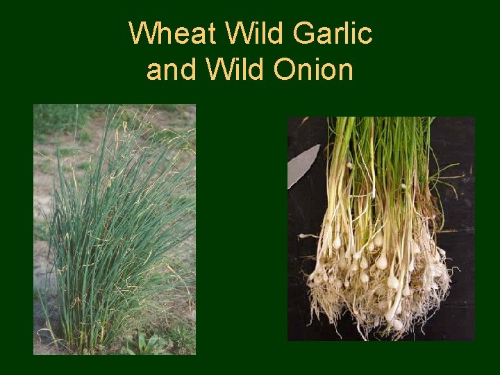 Wheat Wild Garlic and Wild Onion 
