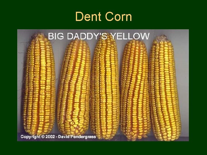 Dent Corn 