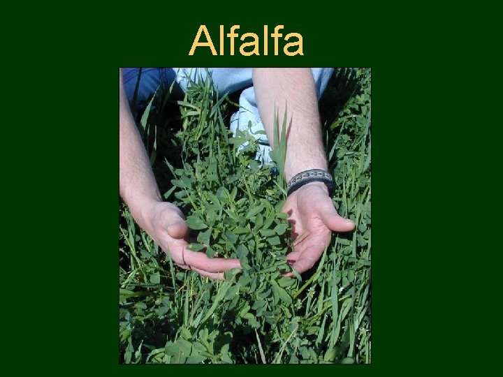 Alfalfa 
