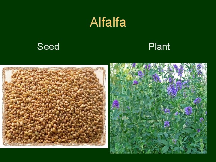 Alfalfa Seed Plant 