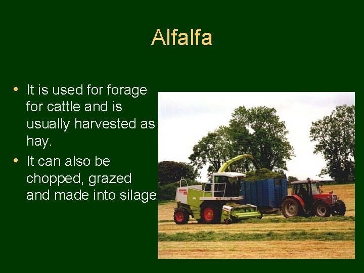 Alfalfa • It is used forage for cattle and is usually harvested as hay.