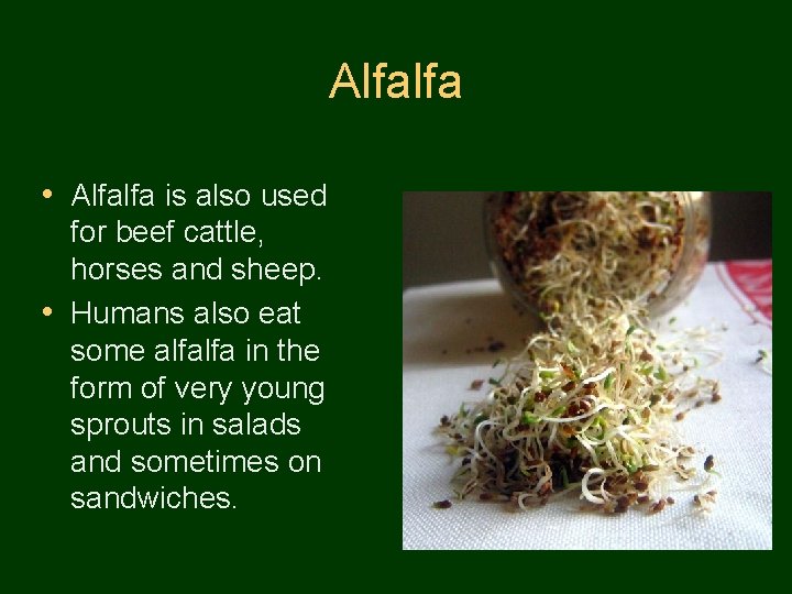 Alfalfa • Alfalfa is also used for beef cattle, horses and sheep. • Humans