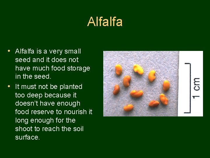 Alfalfa • Alfalfa is a very small seed and it does not have much