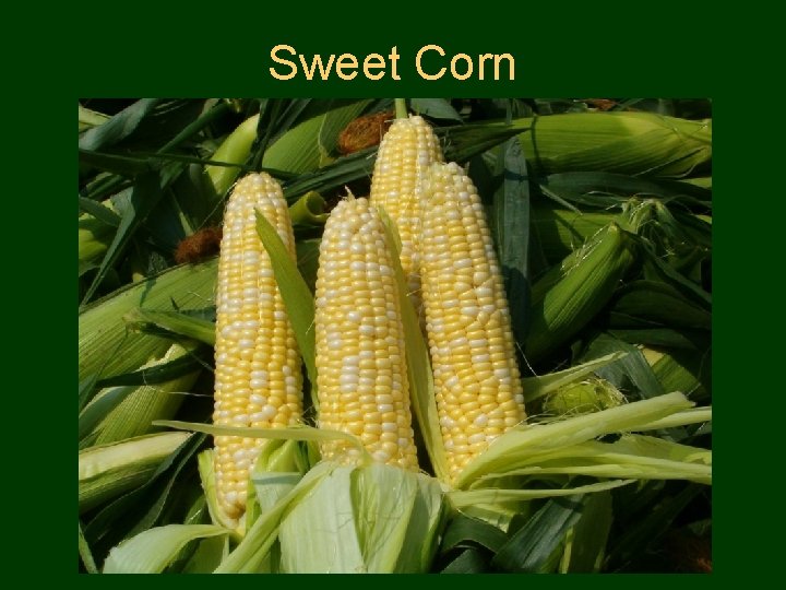 Sweet Corn 