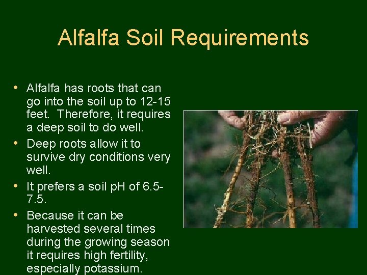 Alfalfa Soil Requirements • Alfalfa has roots that can go into the soil up