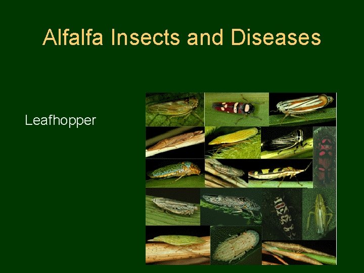 Alfalfa Insects and Diseases Leafhopper 