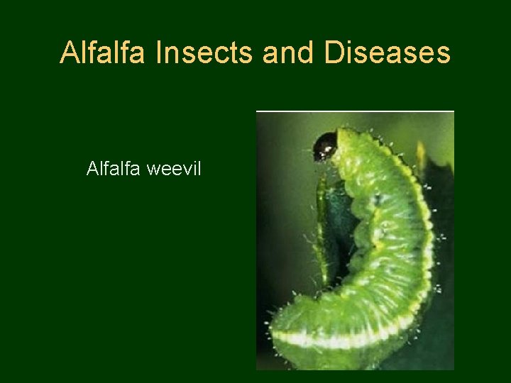 Alfalfa Insects and Diseases Alfalfa weevil 