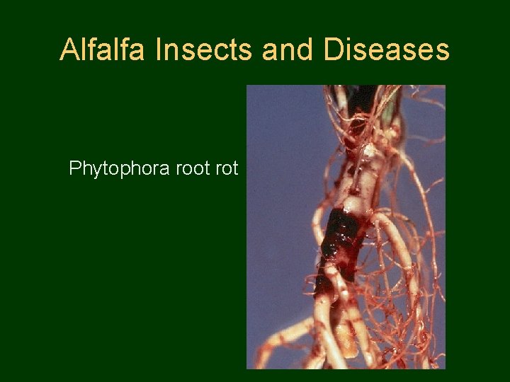 Alfalfa Insects and Diseases Phytophora root rot 