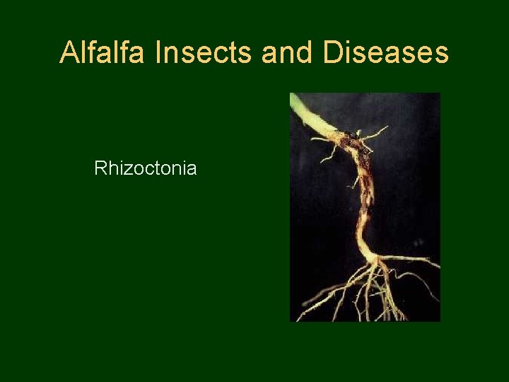 Alfalfa Insects and Diseases Rhizoctonia 