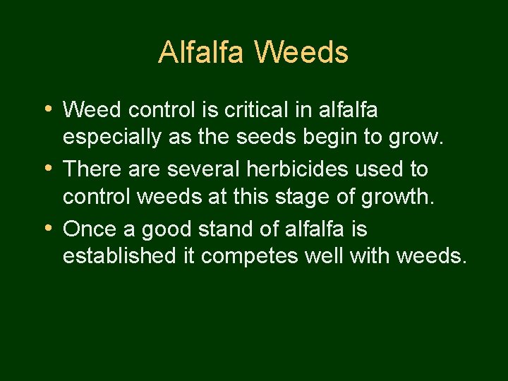 Alfalfa Weeds • Weed control is critical in alfalfa especially as the seeds begin