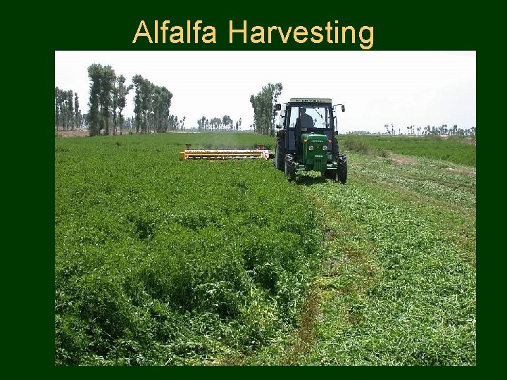 Alfalfa Harvesting 