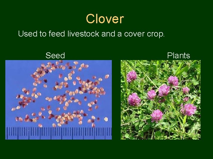 Clover Used to feed livestock and a cover crop. Seed Plants 